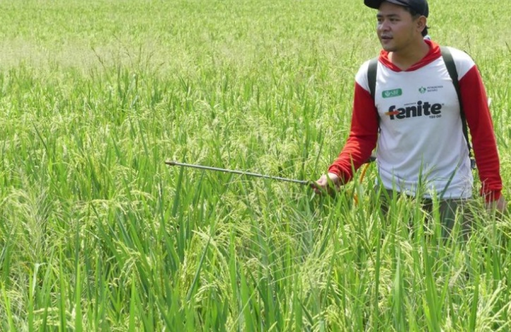 Arya Wahyu Wibowo (26), salah satu petani milenial di Dusun Klumpit, Desa Kresikan, Kecamatan Geneng, Kabupaten Ngawi, Jawa Timur.  SP/ NGW