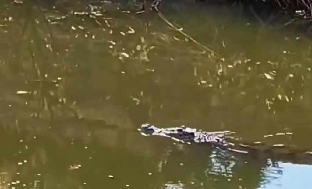 Penampakan munculnya buaya di kawasan mangrove Surabaya viral di media sosial.  SP/ SBY