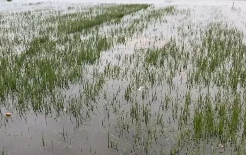 Kondisi lahan persawahan di Kecamatan Kesamben Jombang yang terdampak luapan afvoer Watudakon. SP/ JBG