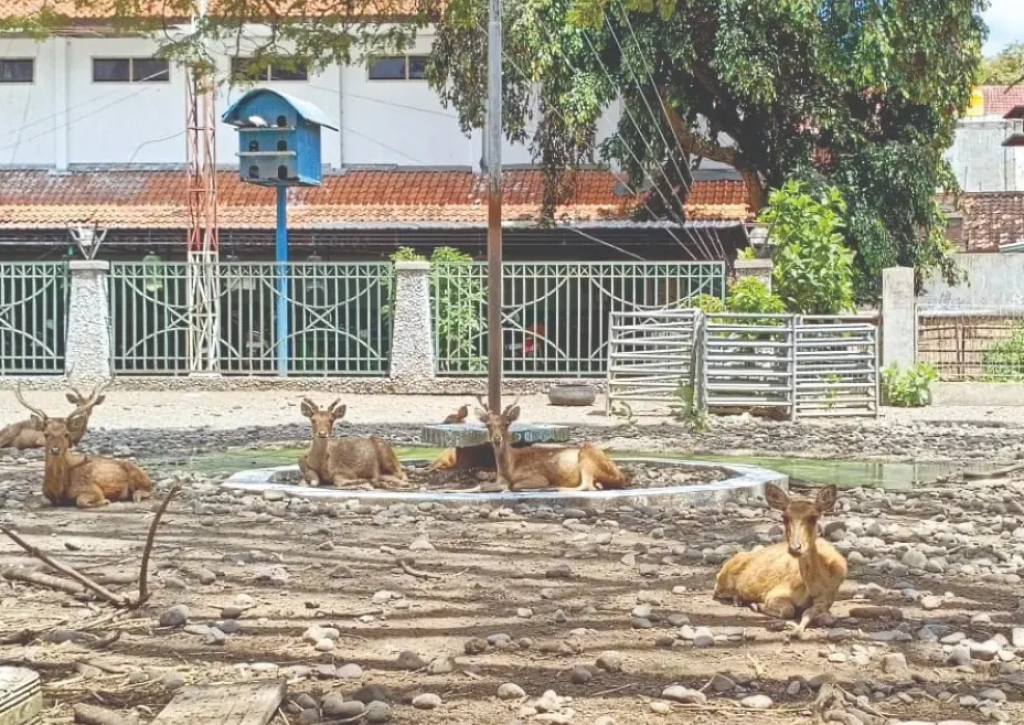 Pemandangan rusa yang merumput di area kebun binatang mini Pendapa Kongas Arum Kusumaning Bangsa Tulungagung, terpantau kurus. SP/ TLG