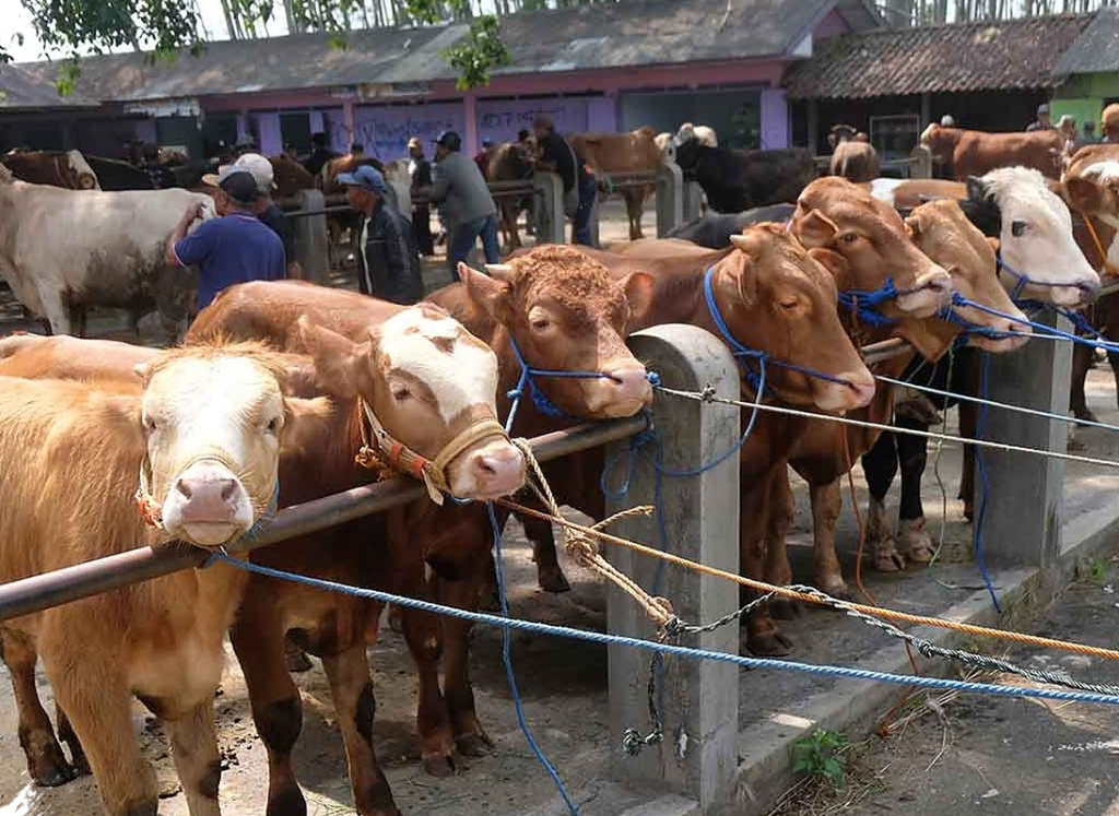 Ilustrasi. Aktivitas jual beli sapi kurban di pasar hewan Trenggalek. SP/ TRG
