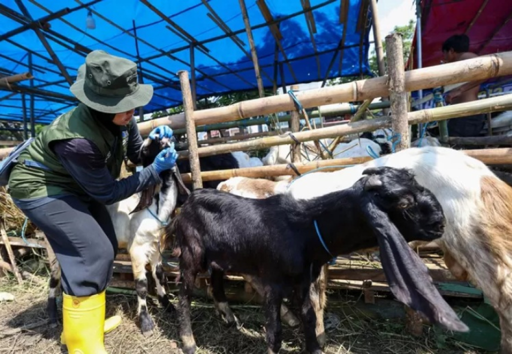 Ilustrasi. Peternakan kambing di Surabaya saat dilakukan sidak kesehatan jelang Idul Adha. SP/ SBY