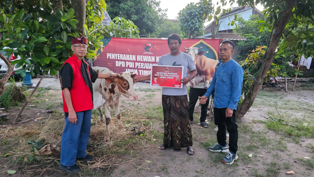 Proses penyerahan sapi korban oleh pengurus DPC PDI-P di sejumlah wilayah Ponorogo jelang hari raya korban. 