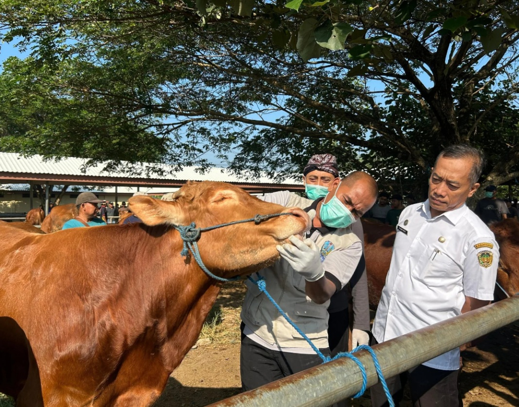 Pemeriksaan kesehatan hewan kurban di Kota Madiun, Jawa Timur jelang Idul Adha. SP/ MDN