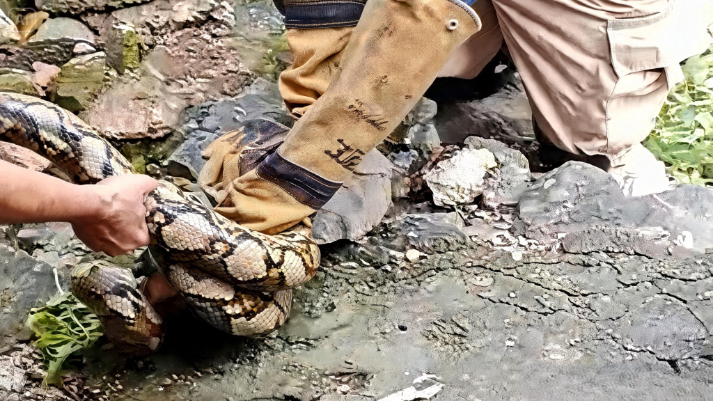Petugas Damkar Nganjuk evakuasi ular sanca sepanjang 4,5 meter dari pemukiman warga. SP/ NGJ