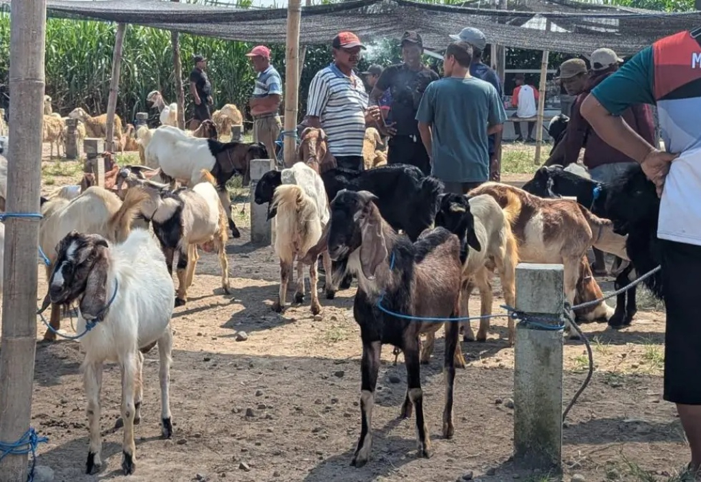 Ilustrasi. Peternak kambing di menjual hewan ternaknya di Pasar Hewan Magetan menjelang Idul Adha. SP/ MGT