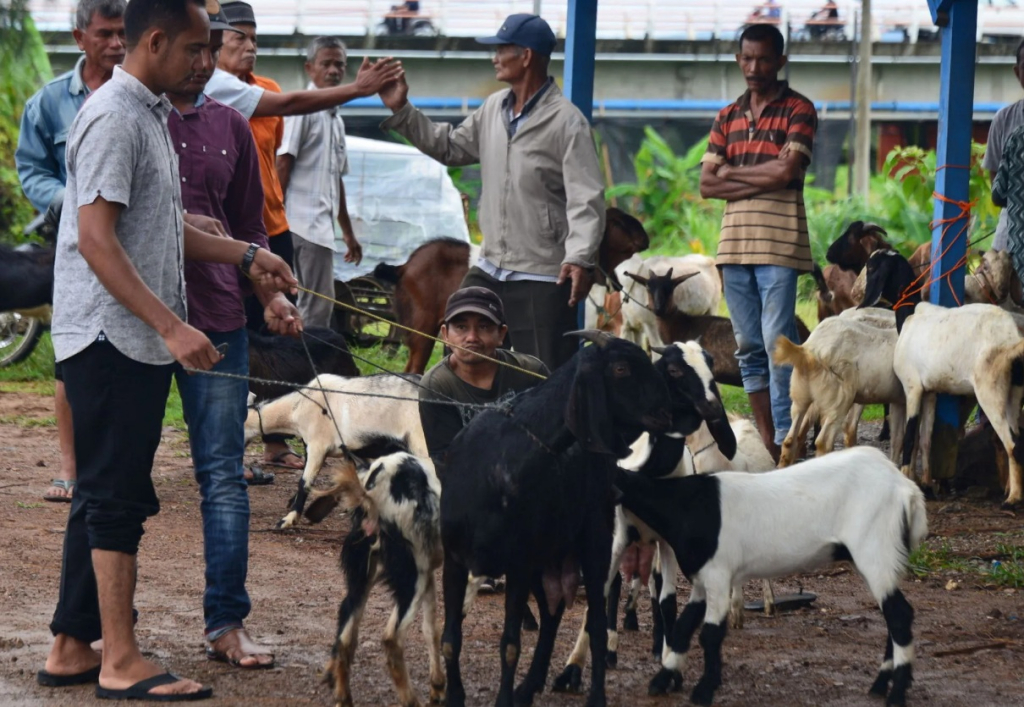 Ilustrasi. Penjualan hewan kurban sapi hingga kambing di Pasar Hewan Ngawi di Kabupaten Ngawi, menjelang Hari Raya Idul Adha. SP/ NGW
