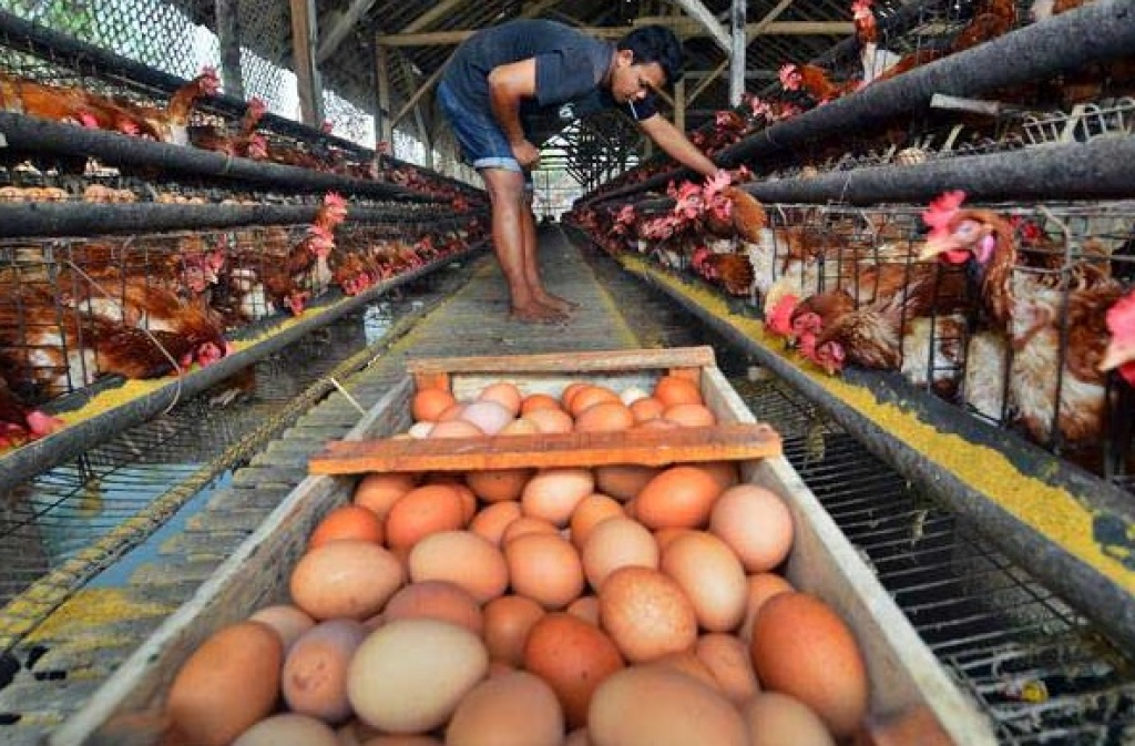 Ilustrasi. Peternak telur ayam di Kabupaten Blitar.  SP/ BLT