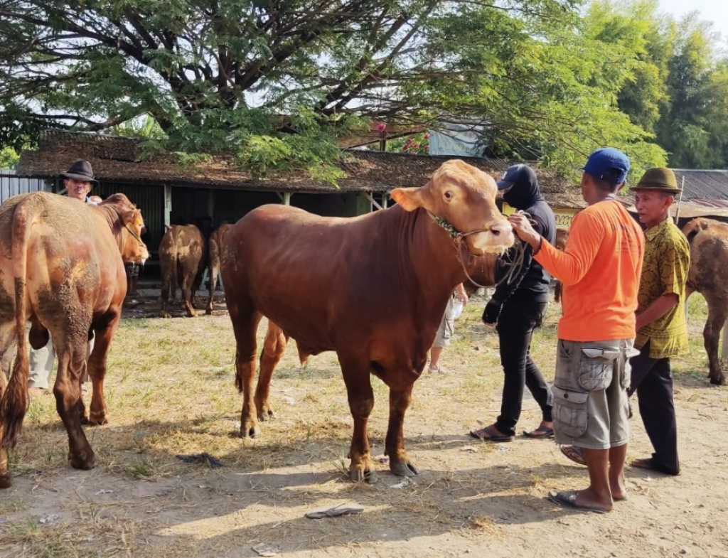Ilustrasi. Harga sapi di Kabupaten Trenggalek mulai menunjukkan tren kenaikan signifikan jelang Hari Raya Idul Adha. SP/ TRG