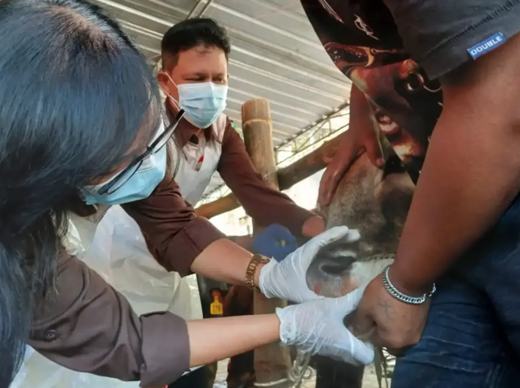 DKP3 Kabupaten Pasuruan memeriksa kesehatan hewan kurban sapi SP/ PSR