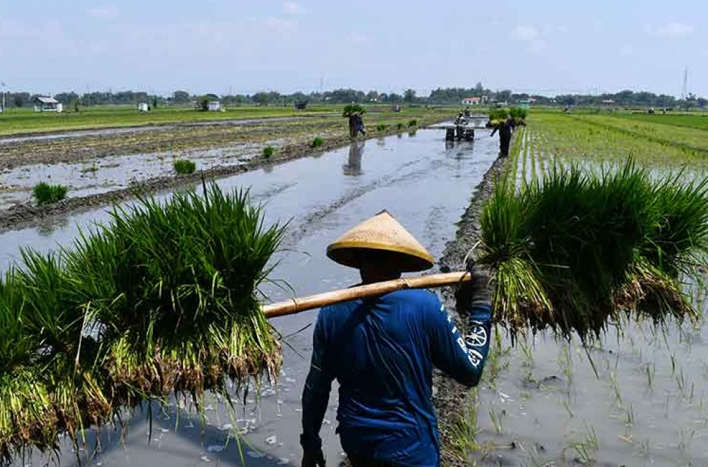 Ilustrasi. Musim tanam padi serentak di area persawahan milik warga di Kabupaten Madiun. SP/ MDN