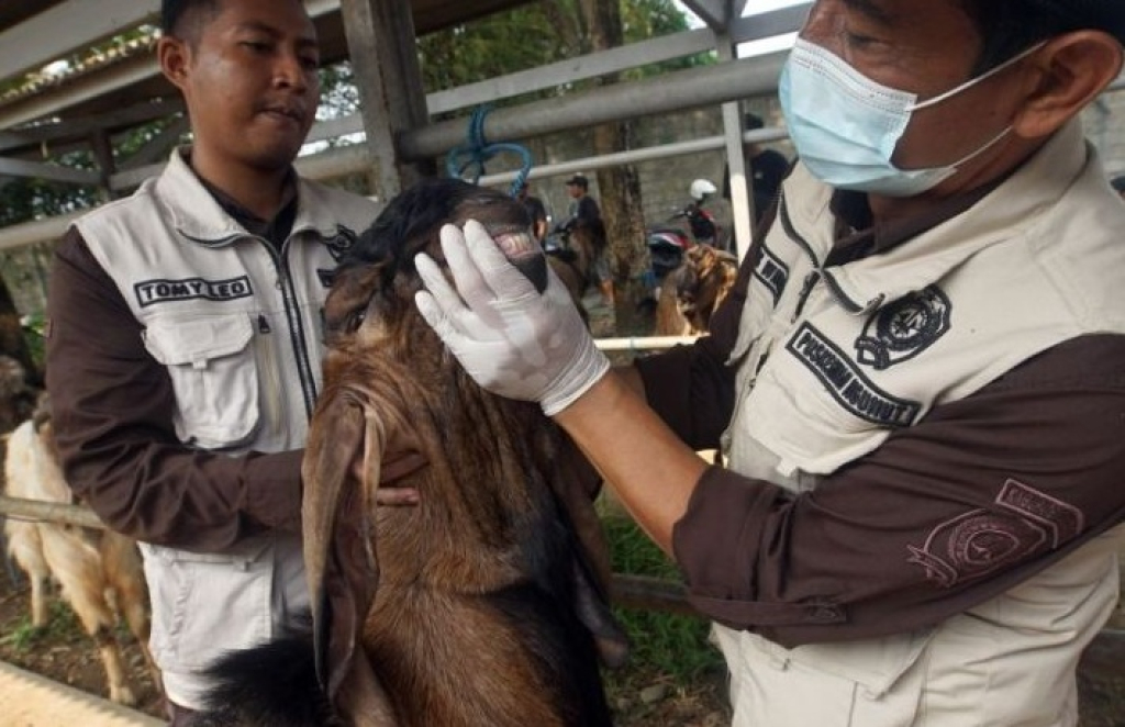 Salah seorang petugas kesehatan memeriksa mulut kambing kurban di Pasar Hewan Terpadu (PHT) Tulungagung.  SP/ TLG
