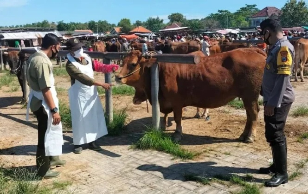 Pemeriksaan kesehatan hewan kurban di salah satu pasar hewan di Kabupaten Sampang, Jawa Timur. SP/ SMP