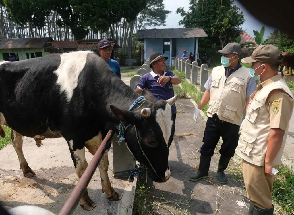 Aktivitas penataan ulang di Pasar Hewan Sabtoan di Desa Sumberkolak, Kecamatan Panarukan, Situbondo oleh petugas setempat. SP/ STB