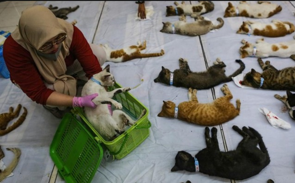 Pemeriksaan kucing di Puskeswan Kota Surabaya, Jawa Timur. SP/ SBY