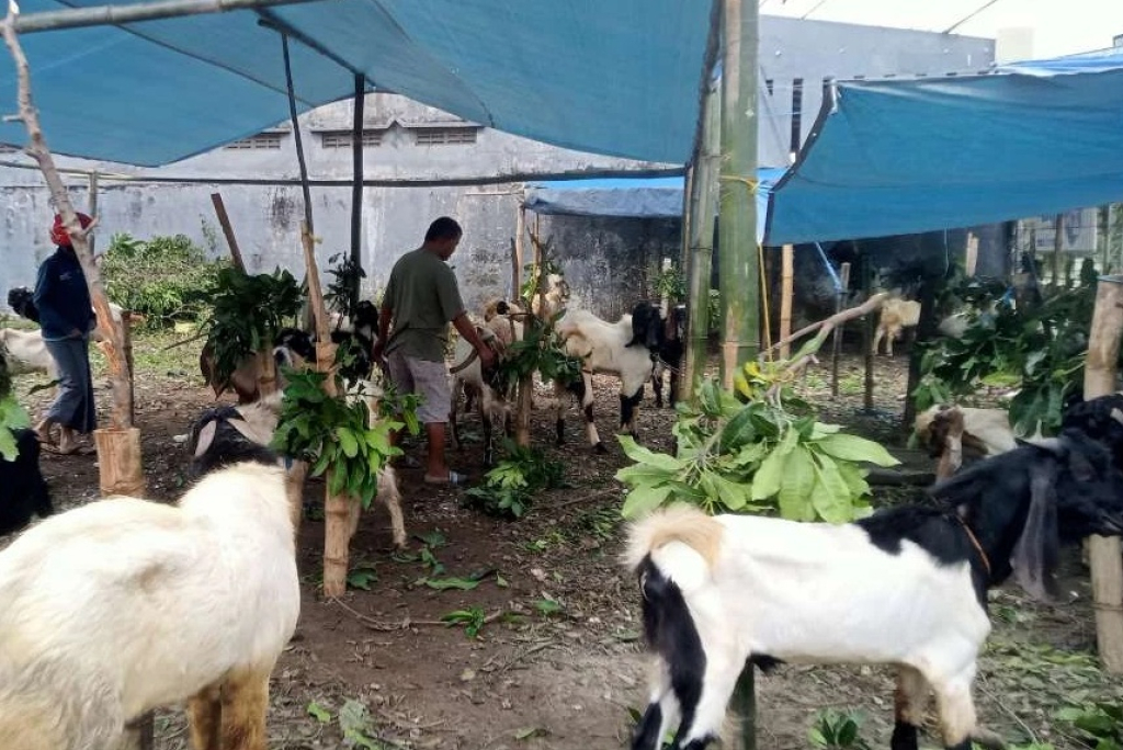 Ilustrasi. Penjualan hewan kurban kambing di Pasar Ngawi jelang Idul Adha. SP/ MDN
