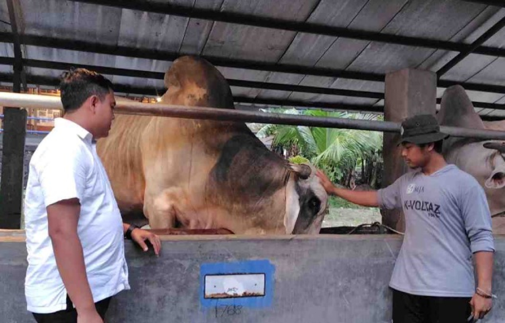 Ilustrasi. Penjual sapi di Desa Karangtengah Prandon, Kecamatan Ngawi. SP/ NGW