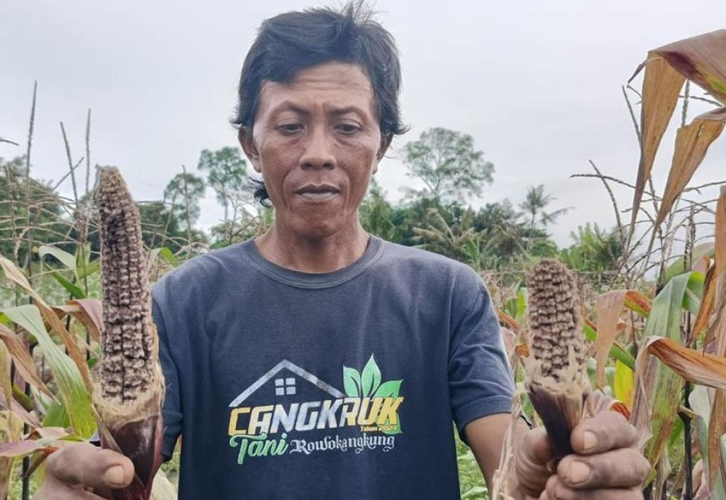 Salah seorang petani di Lumajang menunjukkan jagung miliknya rusak dan terancam gagal panen akibat serangan hama tikus. SP/ LMJ