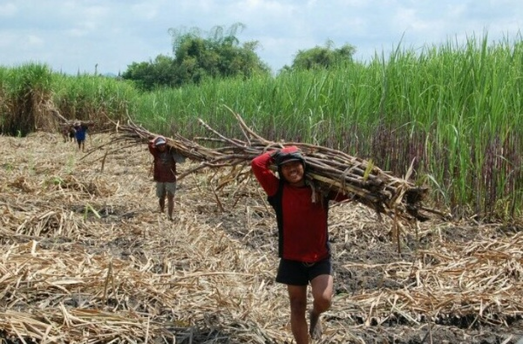 Ilustrasi. Petani tebu saat masa panen di Tulungagung, Jawa Timur. SP/ TLG