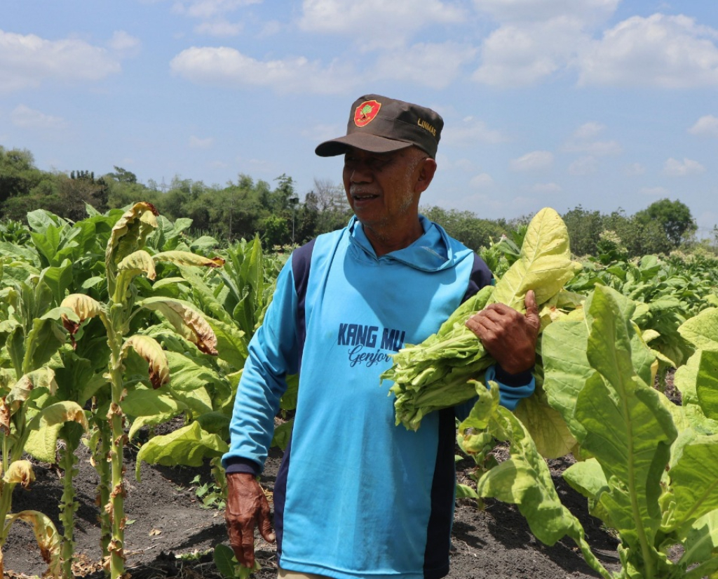 Ilustrasi. Petani saat merawat tembakau di Kabupaten Jombang. SP/ JBG