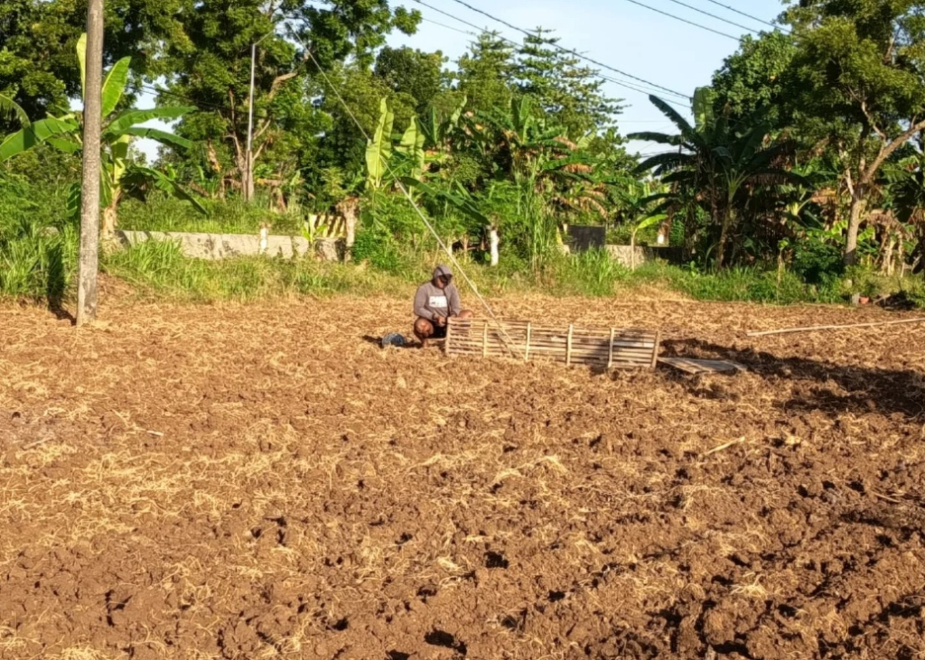 Peristiwa Ringankan Biaya Produksi, Pemkab Sumenep Bagikan Bantuan Bibit Tembakau