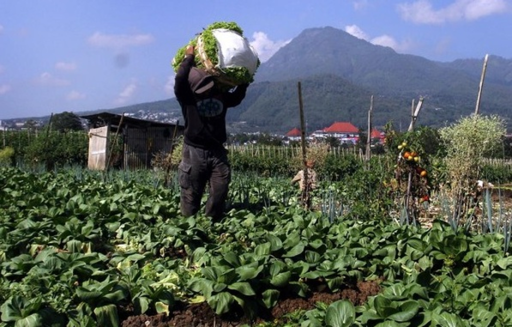 Petani memanen sayuran di wilayah penyangga hortikultura nasional di kawasan Kelurahan Sisir, Kota Batu. SP/ BTU