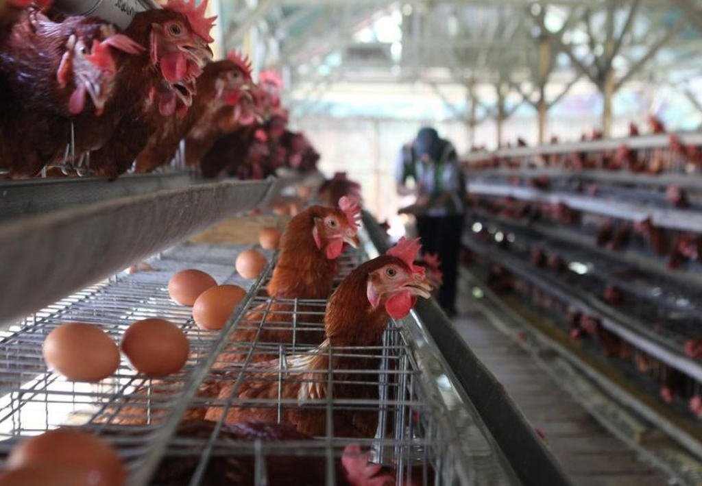 Peristiwa Peternak di Probolinggo Terpaksa Rumahkan Pekerja Imbas Harga Telur Anjlok
