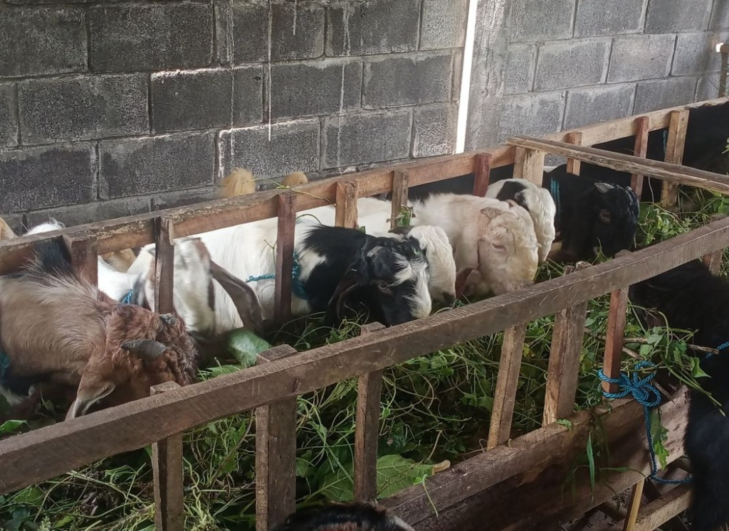 Ilustrasi. Salah satu peternakan kambing di kawasan Kota Batu, Jawa Timur. SP/ BTU