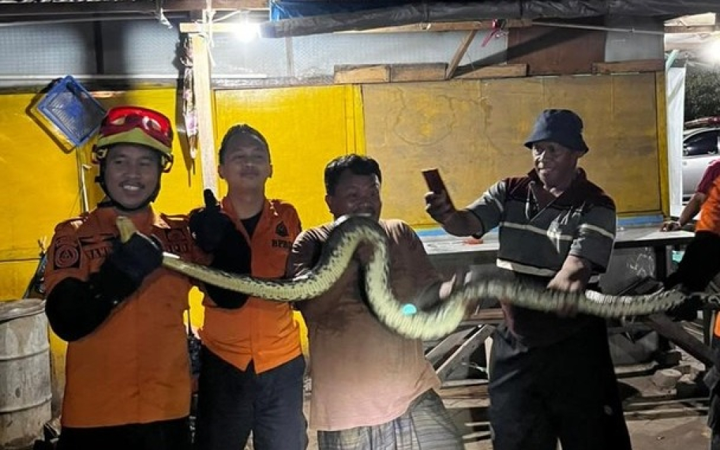 Penampakan. Seekor ular piton sepanjang sekitar 2 meter di area pasar. SP/ SBY