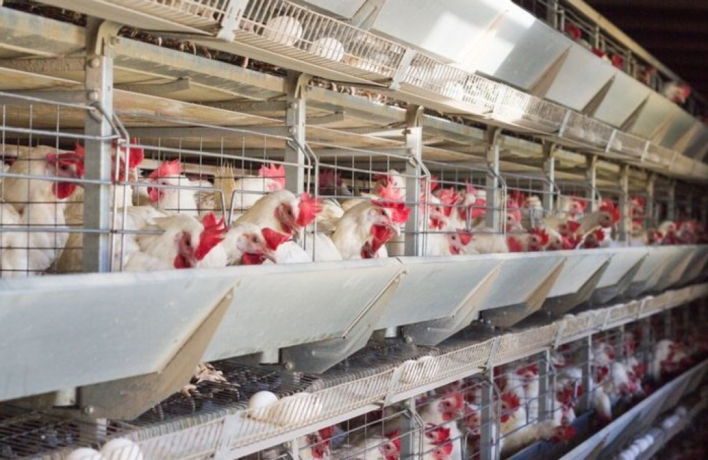 Ilustrasi. Salah satu peternak ayam pedaging (Broiler). SP/ NGW