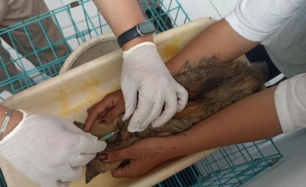 Pemeriksaan dan pemberian vitamin ke kucing liar di Pasar Blitar. SP/Foto:detik