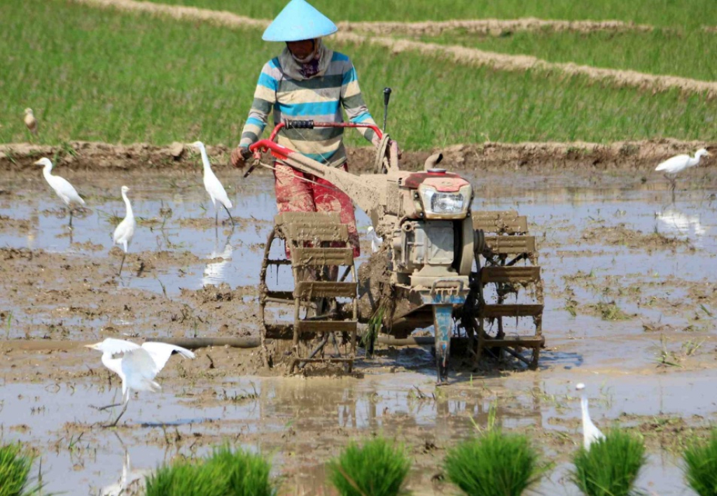 Ilustrasi. Seorang petani membajak sawah dengan menggunakan traktor mengolah tanah. SP/ MDN