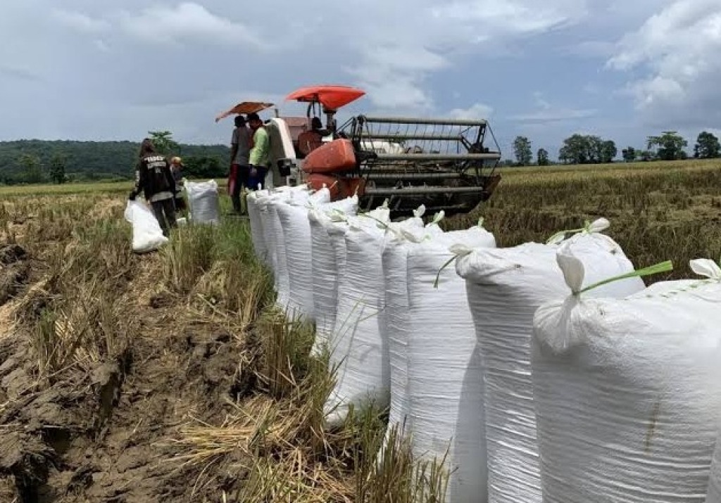 Peristiwa Masih Mahal, Harga Gabah Kering Panen di Jombang Tembus Rp7.800 per Kg