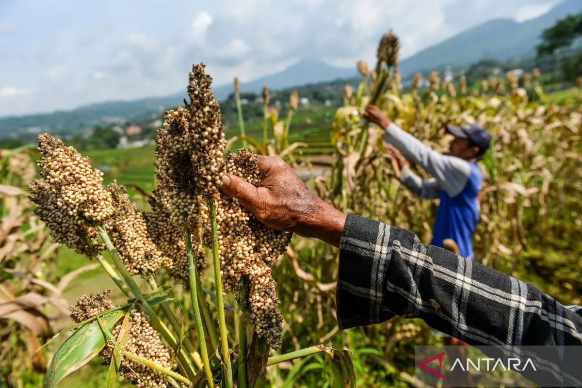 Pakar Menilai Harga Bioetanol dari Sorgum akan Lebih Kompetitif