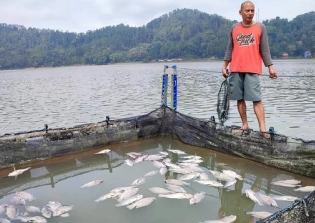 Peternak ikan keramba di Danau Ranu Klakah, Desa Tegal Randu, Klakah, Lumajang rugi jutaan rupiah akibat fenomena ikan mabuk.  SP/ LMJ