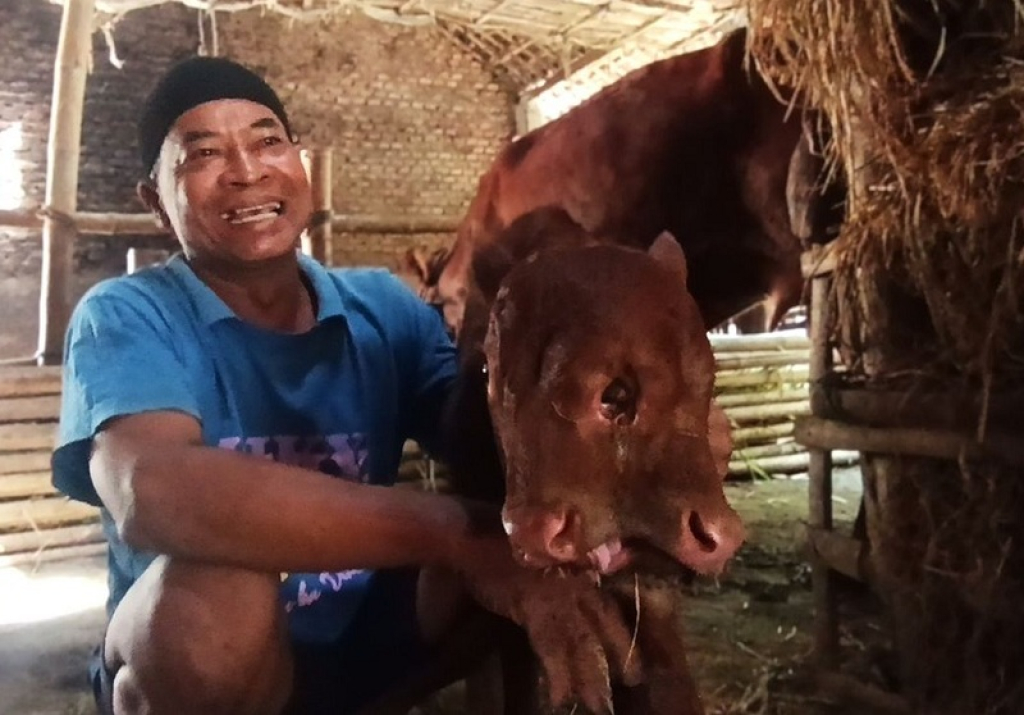Seekor pedet dengan kondisi tidak lazim lahir di kandang milik Parmin (57), warga Desa Setren, Kecamatan Bendo, Kabupaten Magetan. SP/ MGT