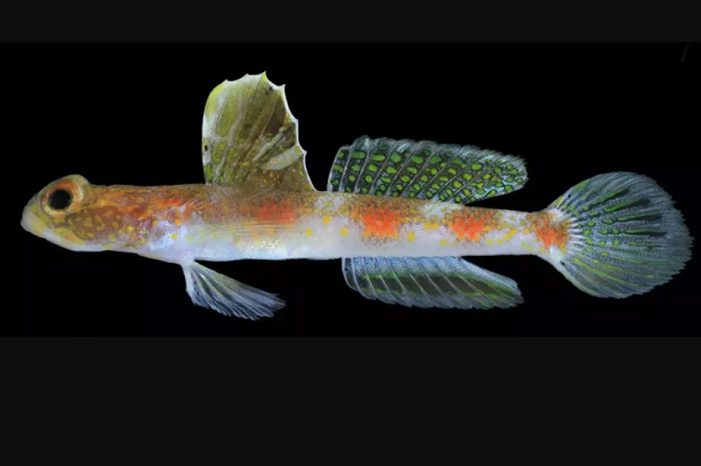 Penampakan spesies baru ikan gobi udang Tomiyamichthys oriens yang ditemukan di perairan Banyuwangi, Jawa Timur. SP/Foto:BRIN