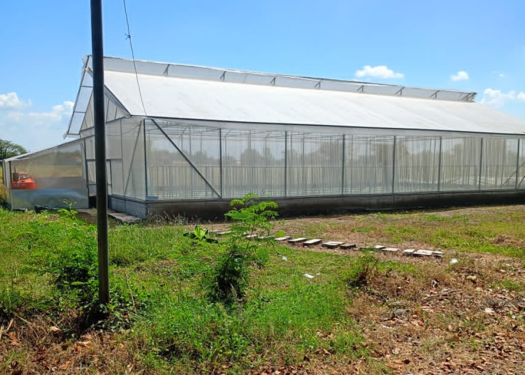Greenhouse budidaya tanaman melon BUMDes Kedungsugo Makmur, Desa Kedungsugo. SP/JUMAIN