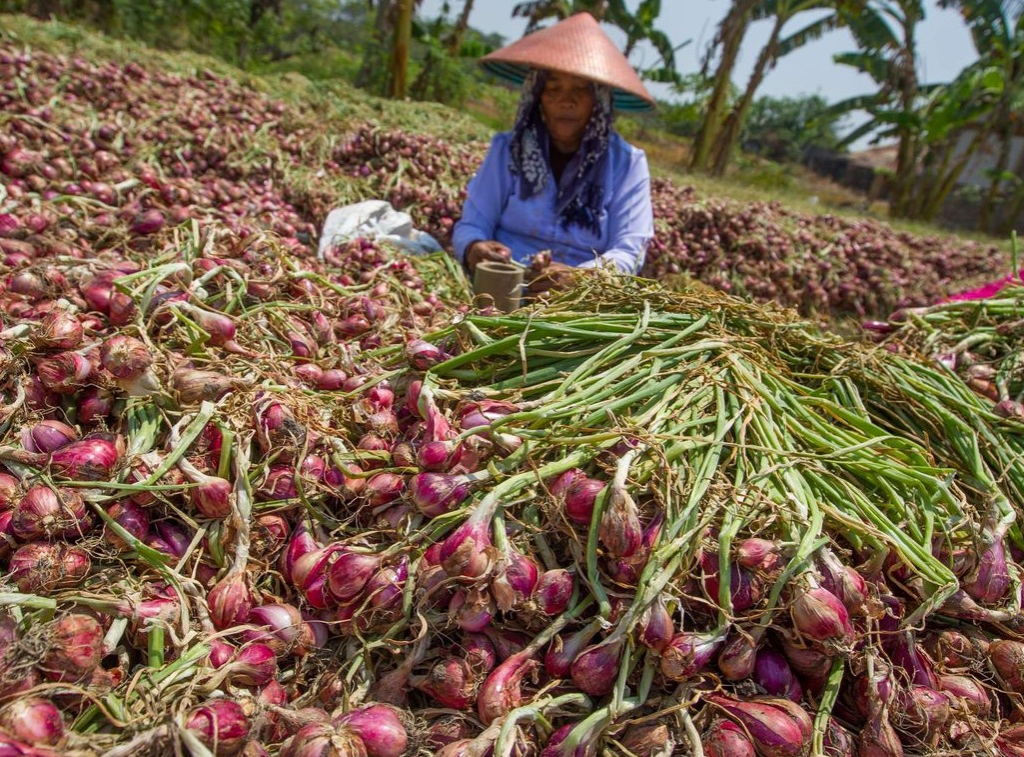 Ilustrasi. Panen bawang merah. SP/ MDN