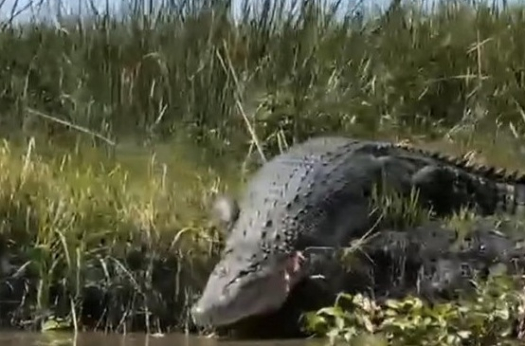 Penampakan salah satu buaya di aliran sungai yang viral di media sosial. SP/SDA