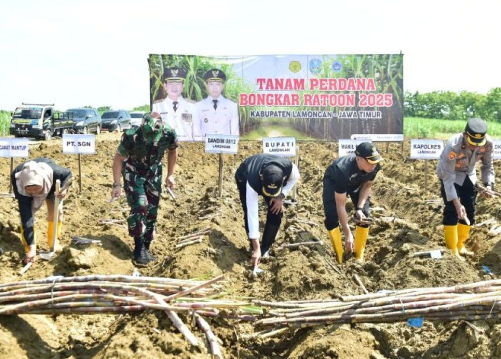 Bupati Lamongan Yuhronur Efendi (tengah) bersama jajaran melakukan penanaman tebu dalam program Bongkar Ratoon (BR) di Kabupaten Lamongan. SP/LMG