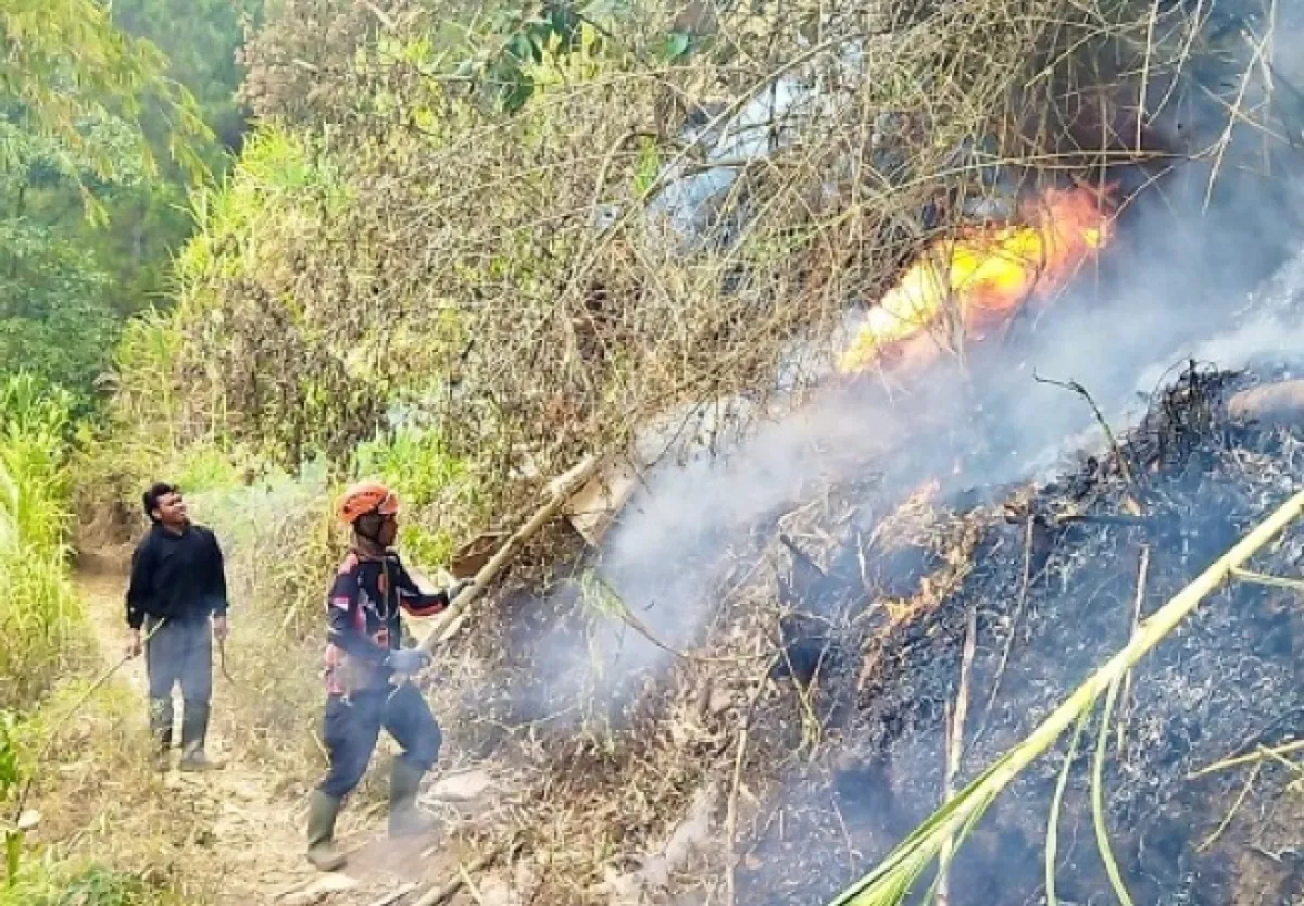 Gegara Pembakaran Serasah, 1 Hektare Vegetasi Hutan Pinus Oro-oro Ombo Hangus Terbakar