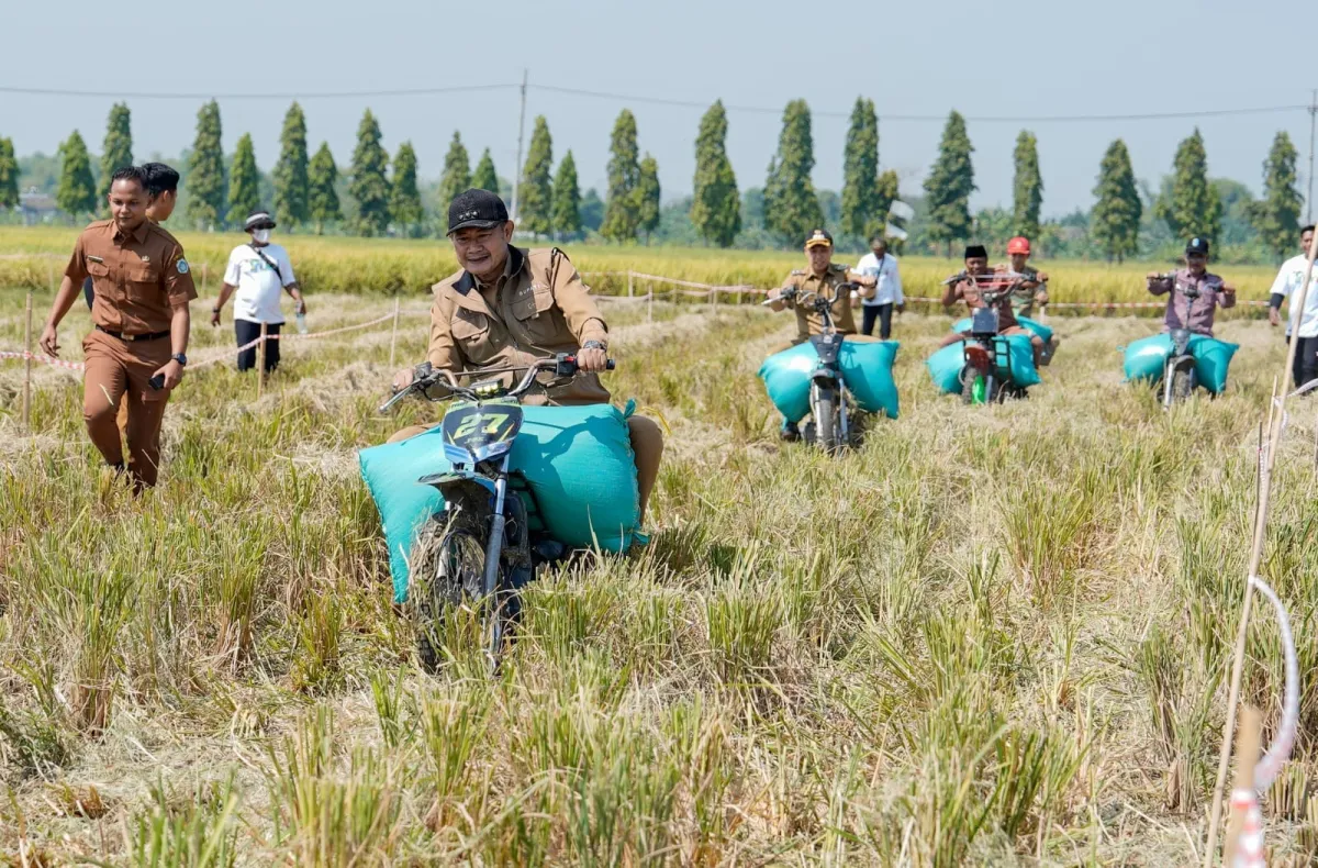 Sukses Panen Raya Padi MT II dengan Harga Tinggi, Masyarakat Truni Siap Laksanakan MT III