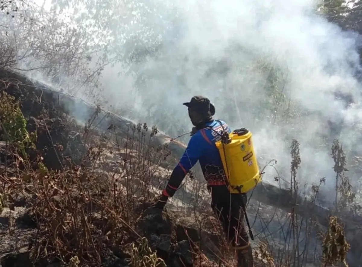 11 Hektare Situs Ijen Geopark Black Lava Plalangan Bondowoso Hangus Terbakar