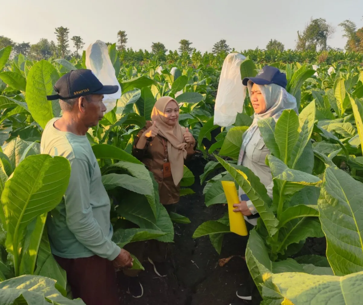 Perkuat Stok Benih Tembakau Paiton 4, Diperta Probolinggo Gencarkan Penangkaran di Lahan Poktan