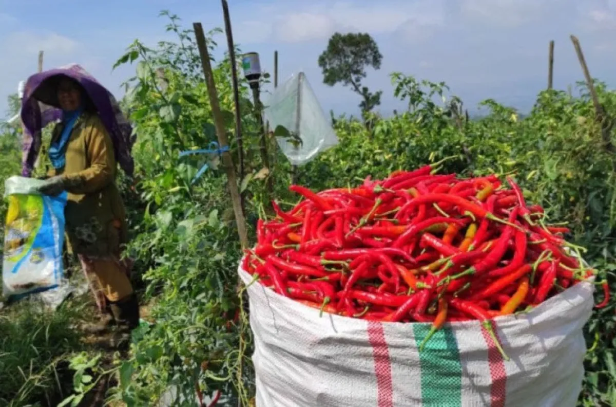 Musim Kemarau, DKPP Lumajang Fasilitasi Kebutuhan Petani Hortikultura