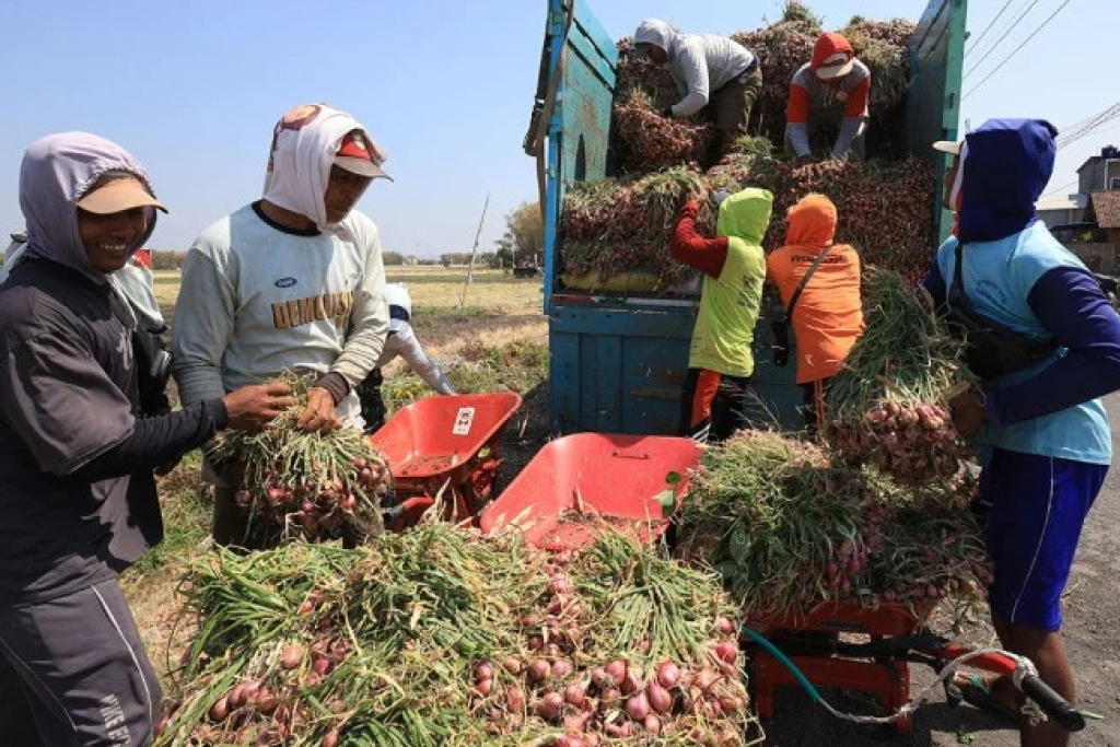Pekerja memanen bawang merah di sentra penghasil bawang merah Desa Sumberejo, Nganjuk. SP/NGJ
