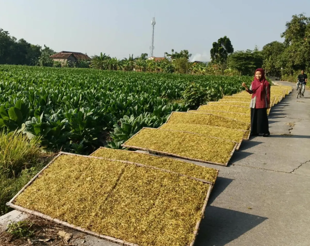 Masuki Puncak Panen 2026, Harga tembakau di Lamongan Capai Rp52 Ribu per Kg