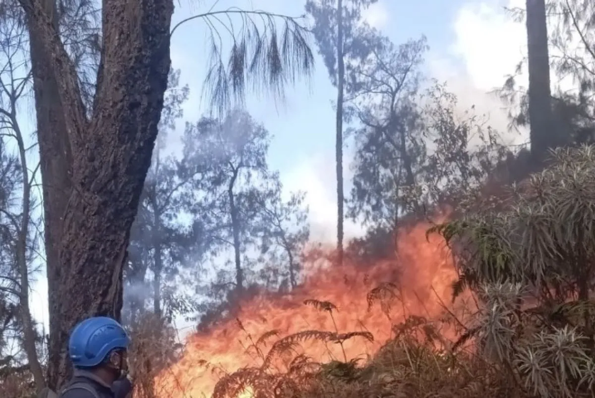 Hanguskan 478 Hektare, Karhutla Gunung Butak Meluas ke Gunung Kawinajang
