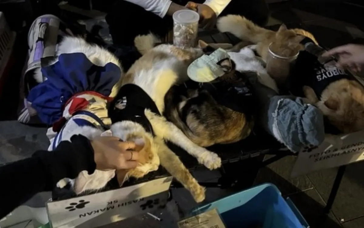 Jadi Sorotan! Kucing Berkostum Open Donasi di Jalan Tunjungan Terlihat Lemas
